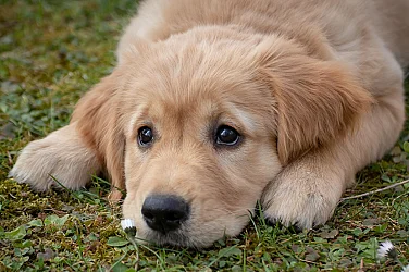 Чудите се какво да правите с жълтите стотинки? Помогнете на бездомните животни