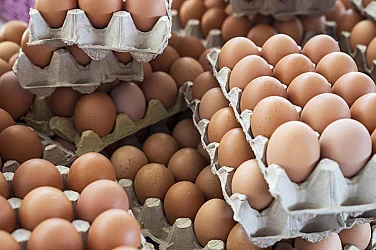 Българските птицевъди: Вносът от Меркосур ще бъде пагубен за нашия сектор