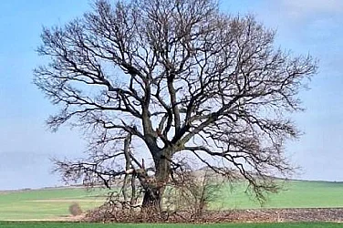 Две 300-годишни дървета в Хасковско стават защитени