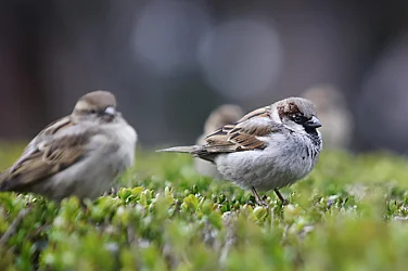Облачно, температури 10°-15°