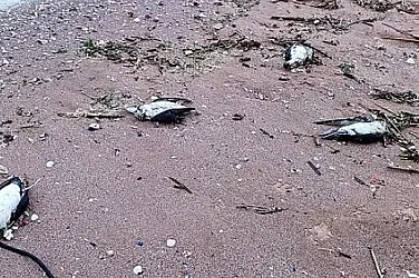 Задушаване в рибарски мрежи е причина за смъртта на делфини и птици край Шабла