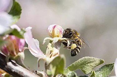 Надежда за екосистемата: Изкуствен прашец от модифицирани дрожди спасява пчелите