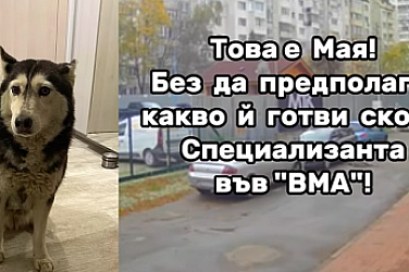 Мая и етичният дефицит: Защо отношението към животните казва всичко за обществото