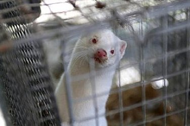 Полша напълно забрани отглеждането на животни за добив на кожи