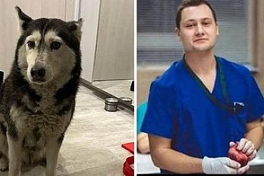 Д-р Ненад Цоневски с обвинения за прегазеното куче Мая, той – избягал от страната