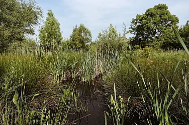 Спират строителството на Боянското блато