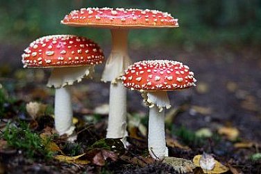 Отровни или ядливи? Доцент от БАН алармира за опасни гъби по българските пазари