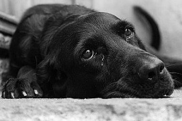 Нов случай на жестокост към животно: Мъж прегази кучето Мая и напусна мястото