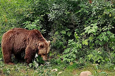 Паркът за мечки в Белица отваря врати за посетители от 1 април