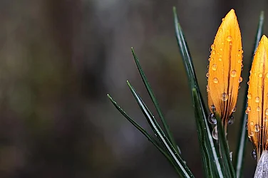 Облачен петък, слаби валежи, температури между 7° и 12°