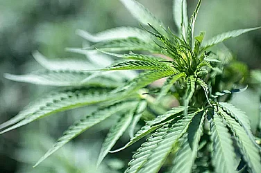 Историческа промяна: САЩ облекчават режима за медицинска употреба на канабис