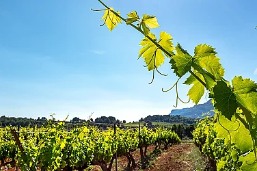 Карантина в лозов масив край Велико Търново заради опасна болест