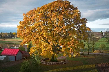 Литовски дъб спечели „Евровизията за дървета“