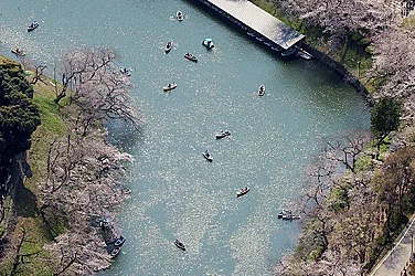 Сакурата в пълен разцвет: Празник на пролетта и новото начало в Япония