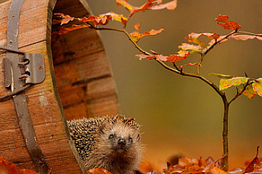 Сутрешни мъгли, слънчев петък
