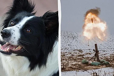 The New York Times: Войната в Украйна е предизвикала обратна еволюция при кучетата