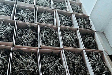 150 кг марихуана иззеха полицаи в София, има двама арестувани