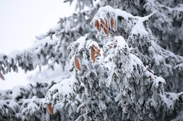 Снежен и променлив януари: Студ, валежи и кратки затопляния през месеца