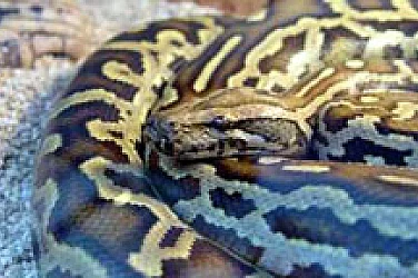 Кръвта на питона – ново оръжие в борбата със затлъстяването