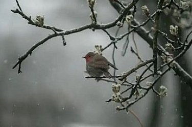 Мъглив петък, температури от нула до 8-10°