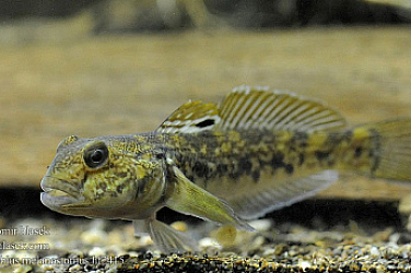 Водолаз с 40 годишен опит в Черно море: Попчетата изчезват