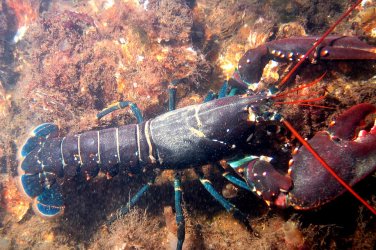 Хуманно отношение към животните: Англия забранява варенето на живи омари
