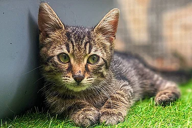 Жестокост без граници – нова серия от случаи с животни разкрива дълбок проблем