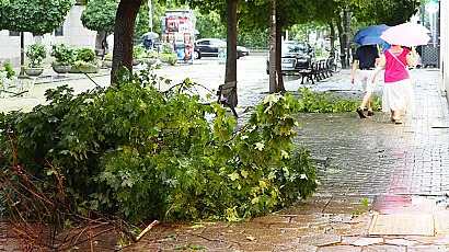 Летен порой удари София, 12 сигнала за паднали дървета