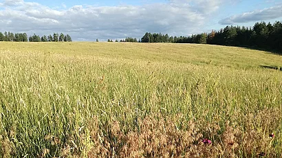 Слънчево време, но с дъжд и гръмотевици следобед