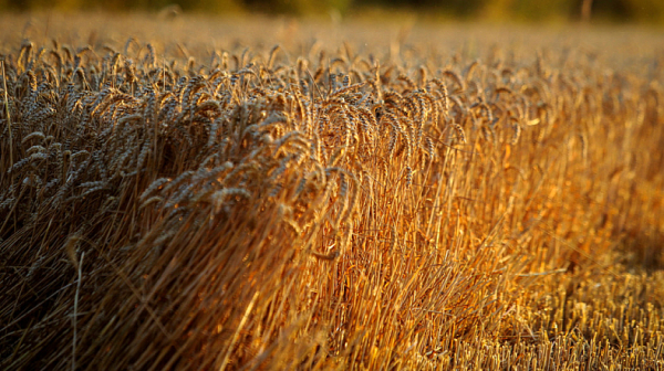 Financial Times: ЕС се готви да удари Русия и Беларус с мита върху вноса на зърно