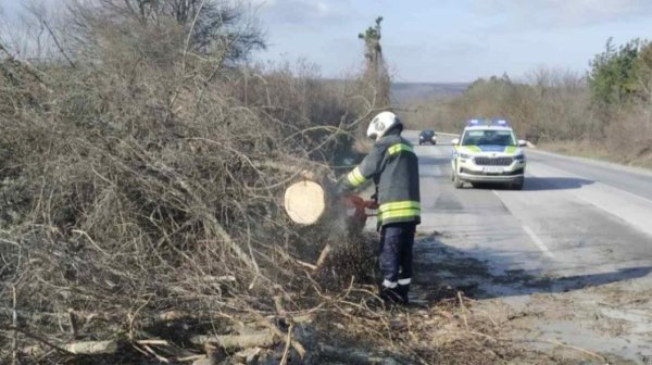 Силен вятър събори дървета и спря движението по пътя Русе – София