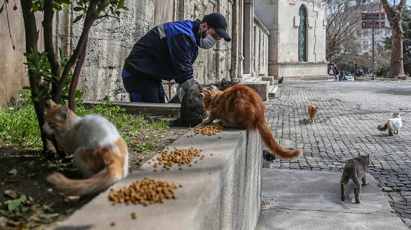 Турция с грижи за животните на улицата
