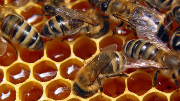 Ще опазват пчелите и природата с общоевропейска кампания