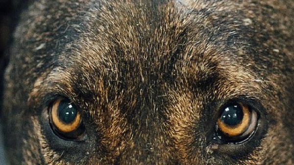 Жестокост към животни! 23-ма са арестувани за организиране на кучешки боеве край Панагюрище
