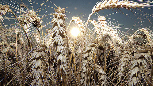 Индия забранява износа на пшеница на фона на покачващите се цени