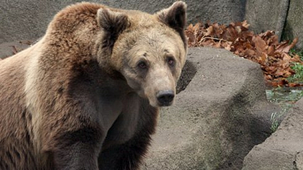 Хиляди подкрепиха петиция да не се отстрелва мечката, която нападна жена