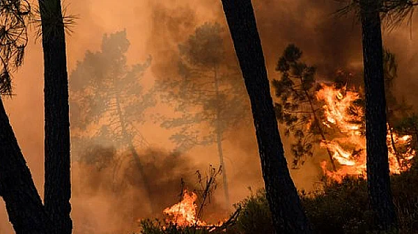 Пожарите тръгнаха рано: Какво можем да направим, за да спасим горите