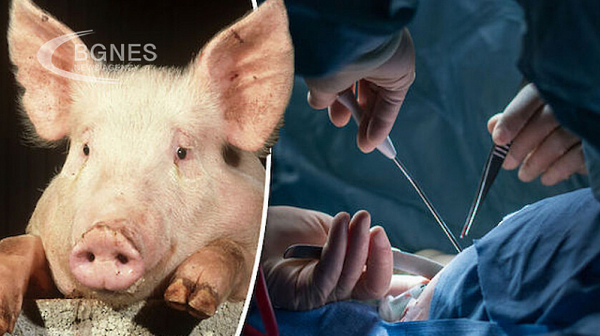 Какво е бъдещето на трансплантациите между животни и хора?