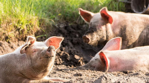 Потвърдиха първите случаи на африканска чума по свинете в две ферми в Източна Хърватия