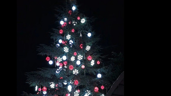 В Димитровград грейна най-голямото живо коледно дърво в Европа