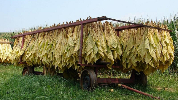 Тютюнопроизводители настояват да им се запазят субсидиите