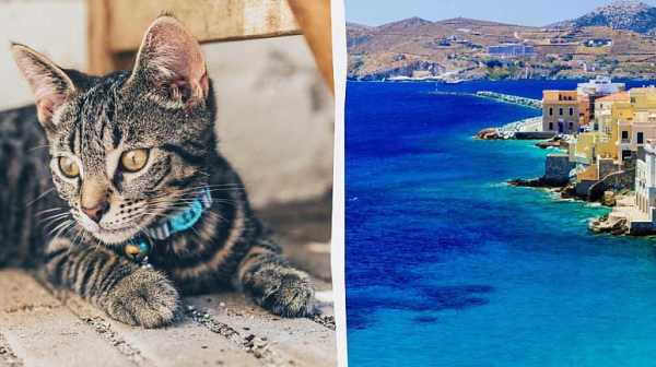 Гръцки остров предлага безплатно жилище в замяна на грижи за котки