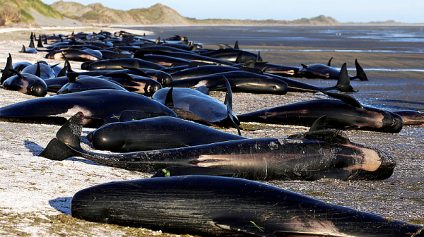 Смъртоносният синдром ”болен лидер” при китовете, удари ГЕРБ
