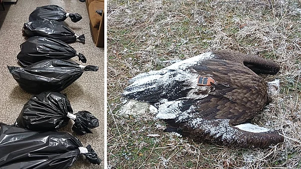 Отровиха шест картала край Котел – удар по връщането на изчезналия вид в България