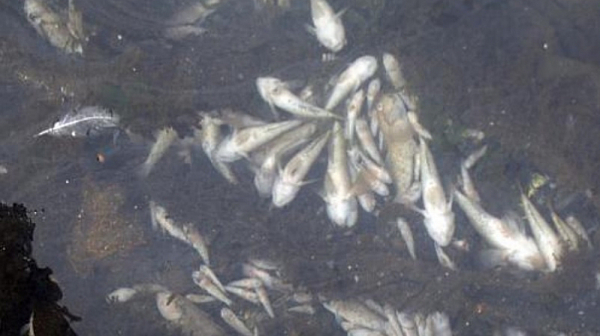 Мъртва риба изплува на брега на къмпинг ”Свети Георги”. Температурата на морската вода рязко се е понижила