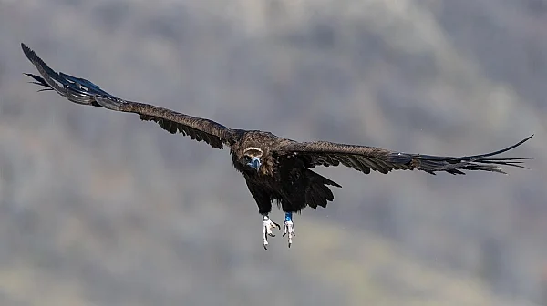 Отново откриха отровен лешояд в защитена зона