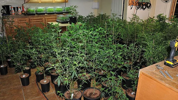 Над 250 корена марихуана е отглеждал мъж в дома си