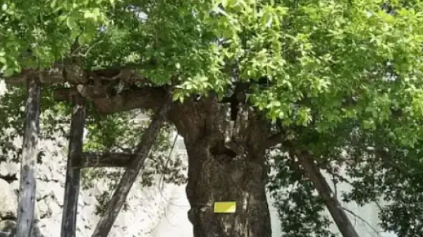 Тези дървета са оцелели след взрива на атомната бомба в Хирошима – те все още са живи!