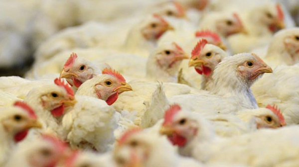 Откриха огнище на птичи грип в Етрополе,  умъртвяват над 25 хил. пъдпъдъци
