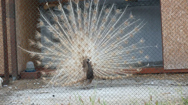 Огнище на птичи грип във ферма за пауни в хасковското село Сусам